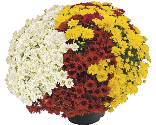 Chryzantéma tříbarevná Chrysanthemum multiflora květináč Ø 19 cm 1 ks, různé barvy