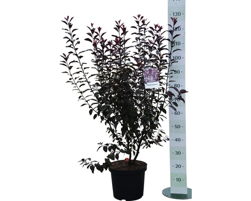 Slivoň myrobalán v květináči s uvedením velikosti