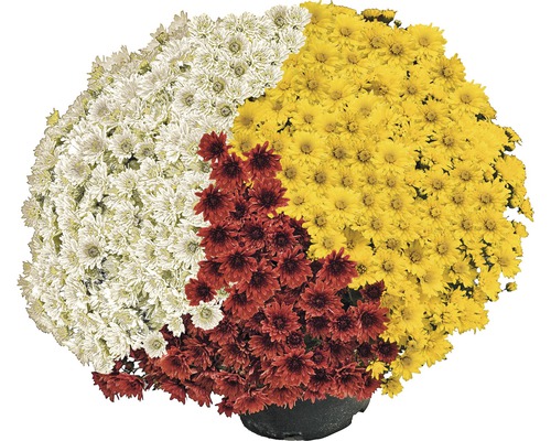 Kvetoucí hrnková chryzantéma se žlutými, bílými a červenými květy