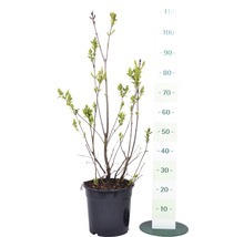 Mladá rostlina šeříku v květináči s uvedením velikosti