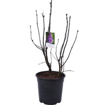 Šeřík v květináči s etiketou