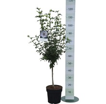 Ibišek syrský polokmen FloraSelf Hibiscus syriacus 'Red Heart' kmen cca 40 cm celková výška 60-80 cm květináč 6 l