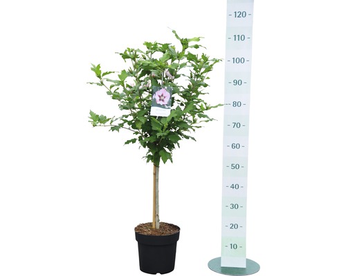 Ibišek v květináči s výškoměrem