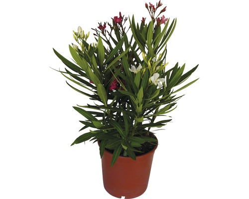 Oleandr FloraSelf Nerium oleander výška 40-60 cm květináč Ø 19 cm