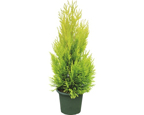 Zerav v květináči