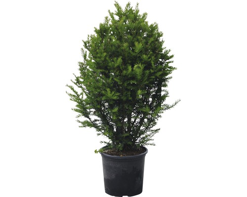 Zerav v květináči