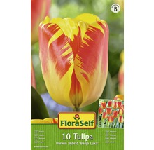 Balení Darwin Hybrid tulipán Banja Luka, 10 kusů