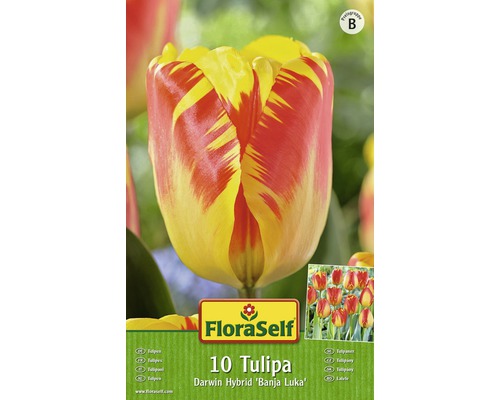 Balení Darwin Hybrid tulipán Banja Luka, 10 kusů