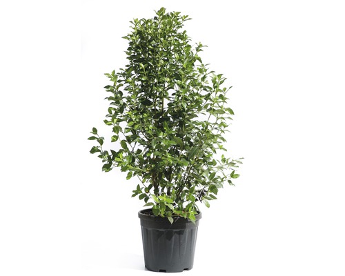 Cesmína v květináči