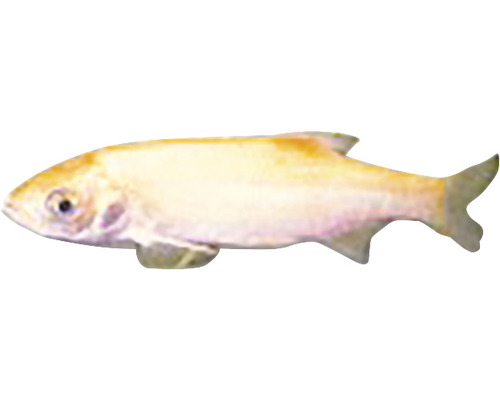 Albín Růžovka obecná ryba pro akvária a jezírka