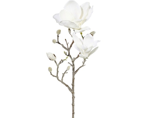 Magnolie ojíněná 63 cm bílá