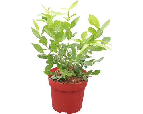 Rostlina borůvky v květináči