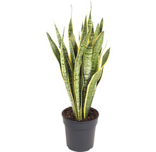 Rostlina Sansevieria v květináči