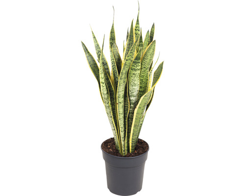 Sanseviera FloraSelf Sansevieria trifasciata 'Laurentii' výška 80-90 cm květináč Ø 24 cm