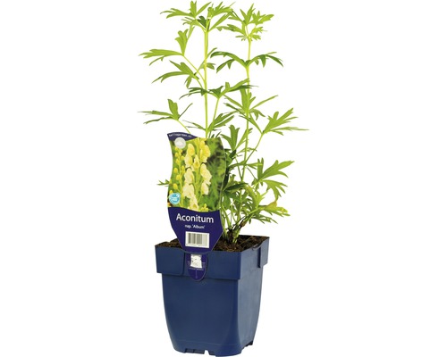 Oměj bílý horský FloraSelf Aconitum napellus 'Album' výška 5-40 cm květináč 0,5 l Oměj rostlina v květináči