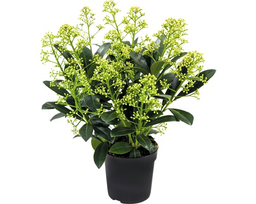 Skimie japonská FloraSelf Skimmia japonica 'Finchy' výška 10-20 cm květináč 0,5 l Skimmie v květináči s poupaty