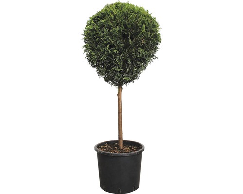 Cypřišovec Leylandův čtvrtkmen FloraSelf Cupressocyparis leylandii květináč 10 l Zerav kulovitý v květináči