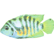 Kančík Cichlasoma nigrofasciatum 3,5 - 4,5 cm
