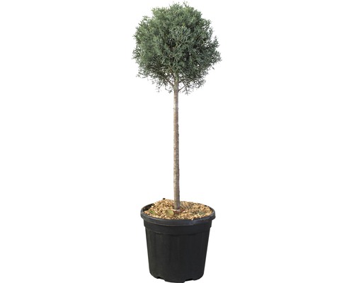 Cypřiš arizonský čtvrtkmen FloraSelf Cupressus arizonica 'Glauca' květináč 10 l Cypřišek s kulovitou korunou v květináči