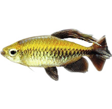 Tetra konžská Phenacogrammus interruptus 4 - 5 cm