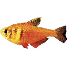 Měděná tetra do akvária