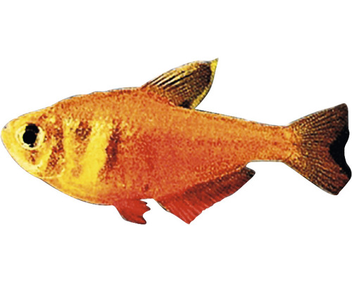 Měděná tetra do akvária