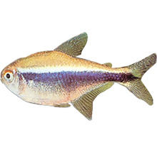 Tetra královská do akvárií