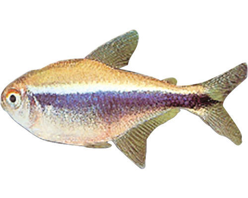Tetra královská do akvárií