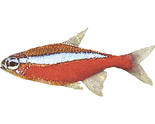 Červená Neonka Cheirodon axelrodi CB 2,5 - 3 cm