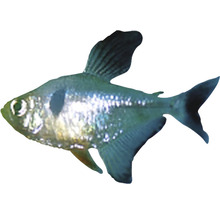 Černý fantom Megalamphodus megalopterus 2,5 - 3 cm