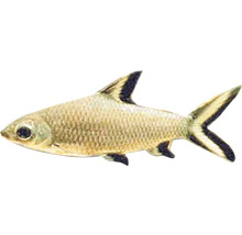 Parmička žraločí Balantiocheilus melanopterus 5 - 7 cm