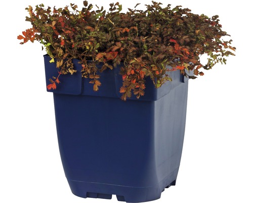 Mochna krvavá v modrém květináči