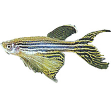 Danio pruhované long fin Brachydanio rerio long fin 3 - 4 cm