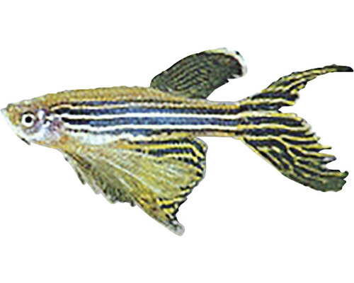Danio pruhované long fin Brachydanio rerio long fin 3 - 4 cm