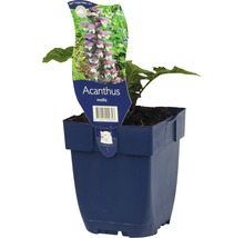 Paznehtík měkký FloraSelf Acanthus mollis 5-50 cm květináč 0,5 l