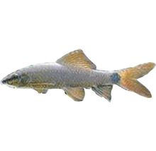 Labeo červenoploutvé Epalzeorhynchus frenatus 4 - 6 cm
