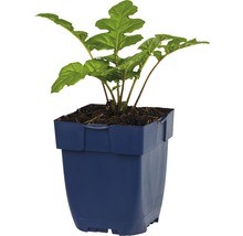 Paznehtík měkký FloraSelf Acanthus mollis 5-50 cm květináč 0,5 l