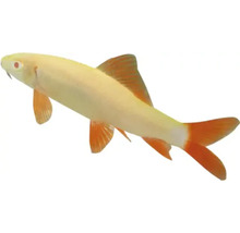 Žraločí parmička siamská albín s červenými ploutvemi