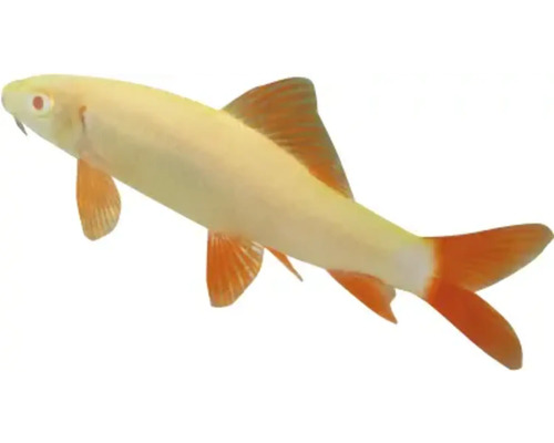 Žraločí parmička siamská albín s červenými ploutvemi