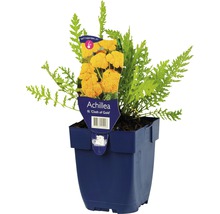 Řebříček tužebníkovitý FloraSelf Achillea filipendulina 'Cloth of Gold' 5-80 cm květináč 0,5 l