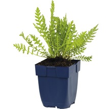 Řebříček tužebníkovitý FloraSelf Achillea filipendulina 'Cloth of Gold' 5-80 cm květináč 0,5 l