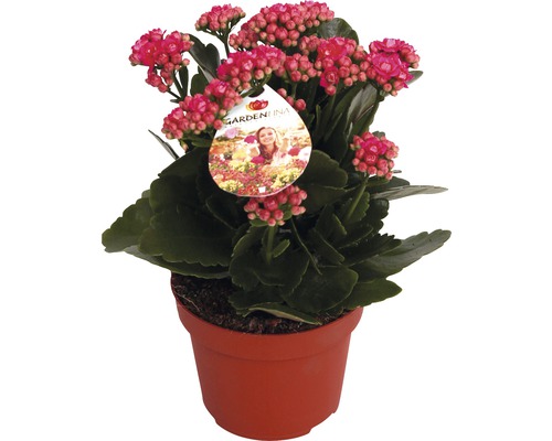 Kolopejka vděčná fialová FloraSelf Kalanchoe blosfeldiana Gardenlina™ květináč Ø 12 cm