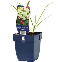 Kalokvět africký FloraSelf Agapanthus africanus 'Albus' 5-30 cm květináč 0,5 l