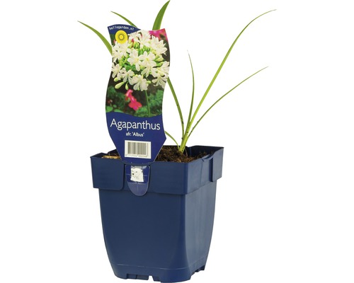Kalokvět africký FloraSelf Agapanthus africanus 'Albus' 5-30 cm květináč 0,5 l Africká kopretina ''Albus'' v květináči