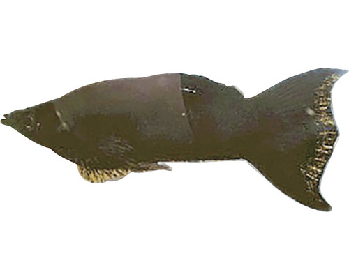 POECILIA SPHENOPS LYRA BLACK MOLLY černá molla lyra Jedna ryba Mollienesia.