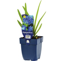 Kalokvět africký FloraSelf Agapanthus africanus 5-30 cm květináč 0,5 l