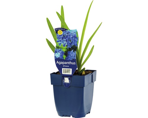 Agapanthus africanus v květináči