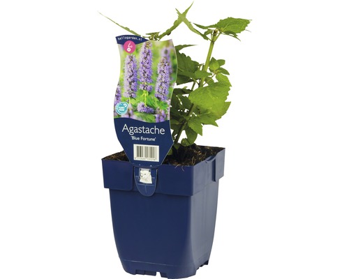 Agastache Blue Fortune rostlina v květináči