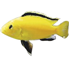 Žlutá okrasná ryba