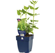 Agastache anýzová FloraSelf Agastache rugosa 'Alabaster' 5-70 cm květináč 0,5 l
